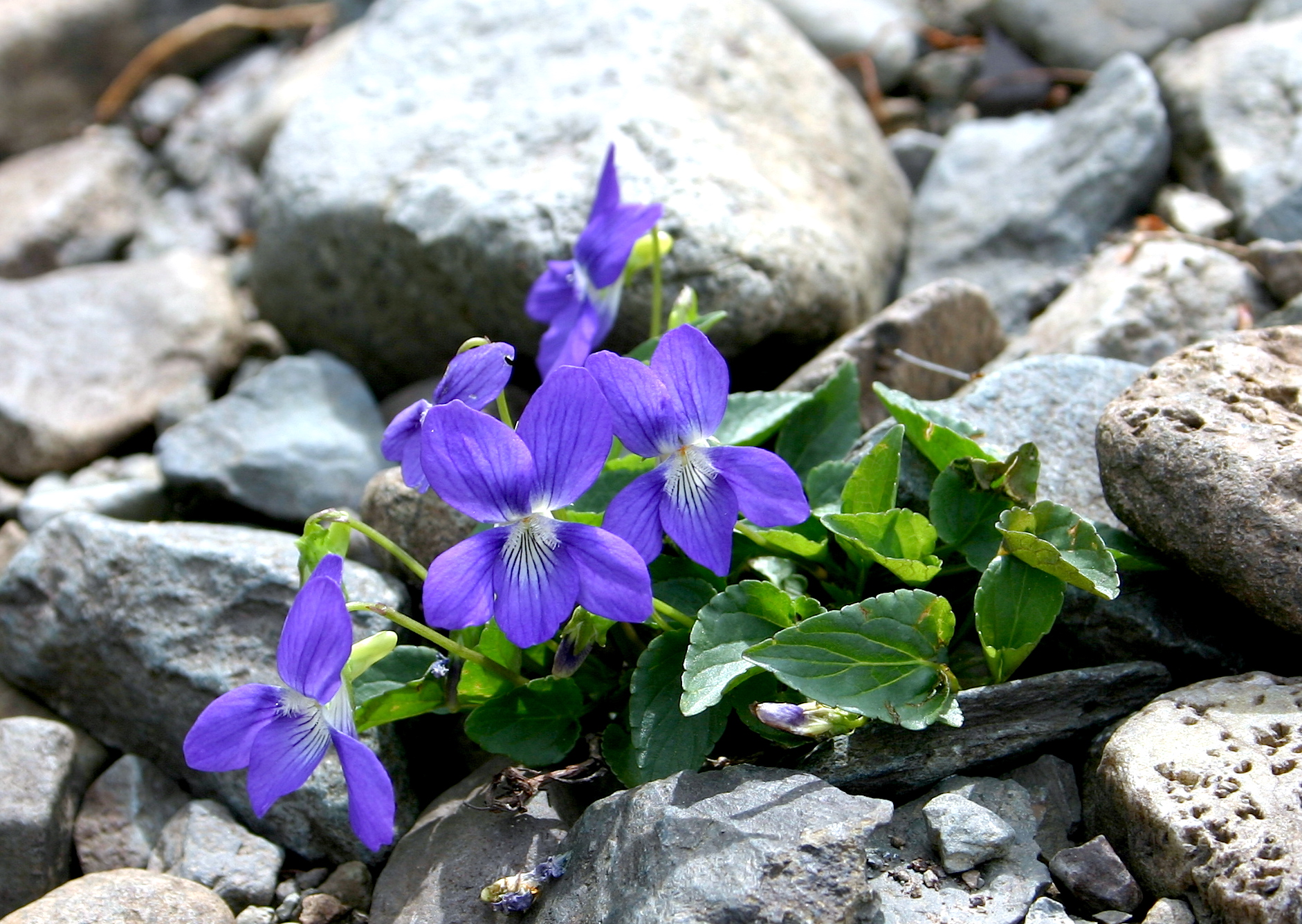 Viola canina 1