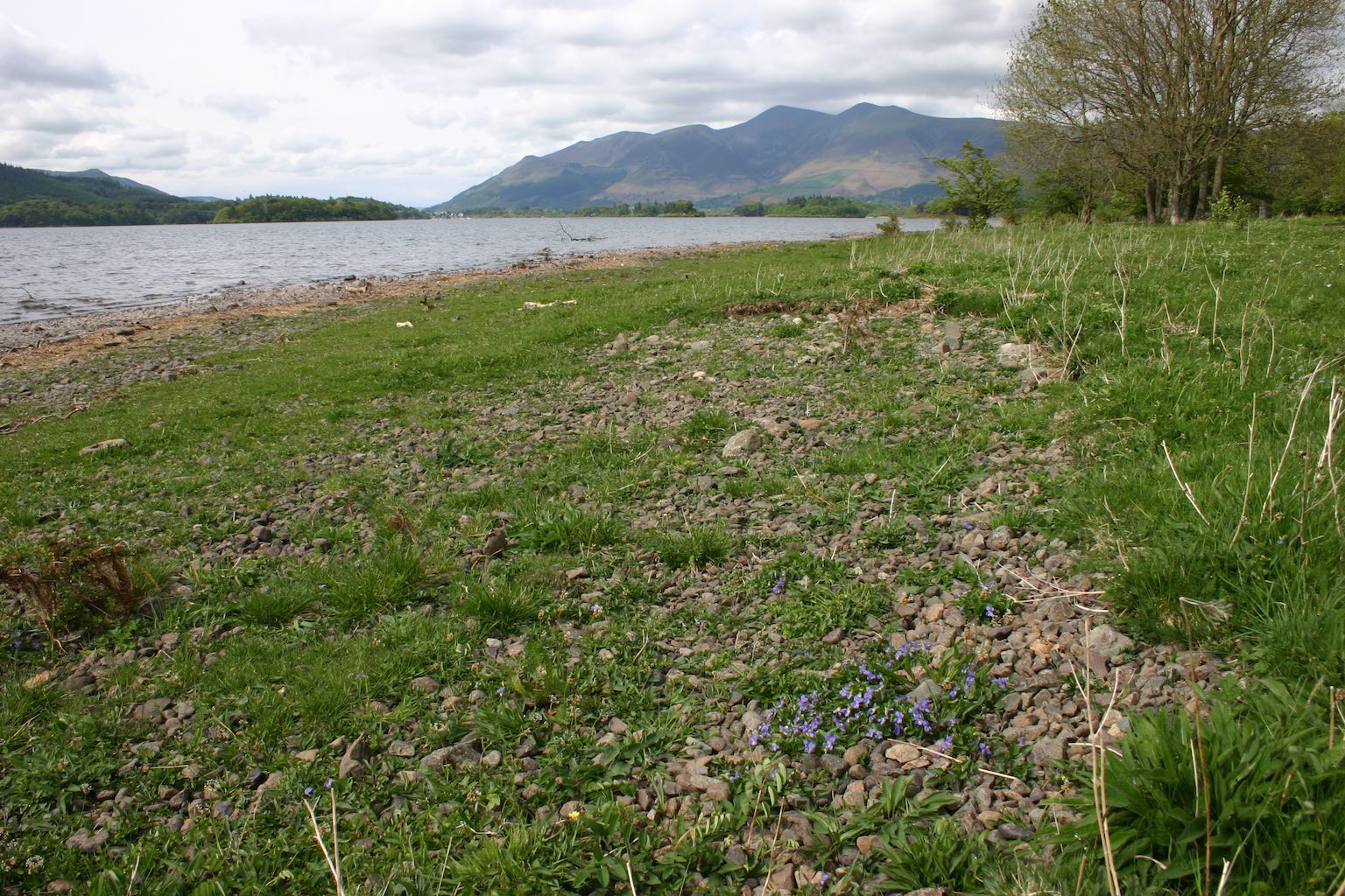 Viola canina habitat