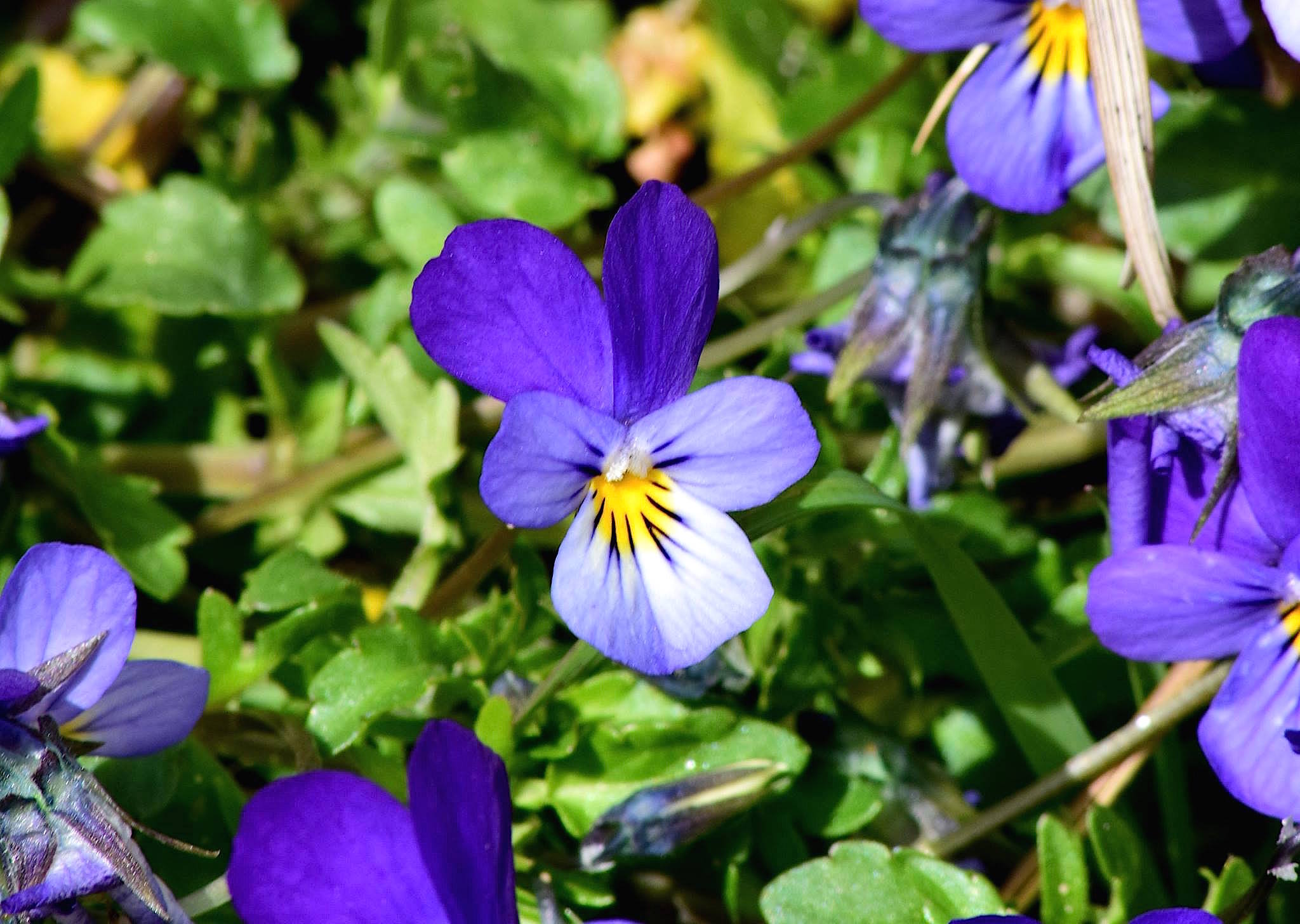 Viola curtisii