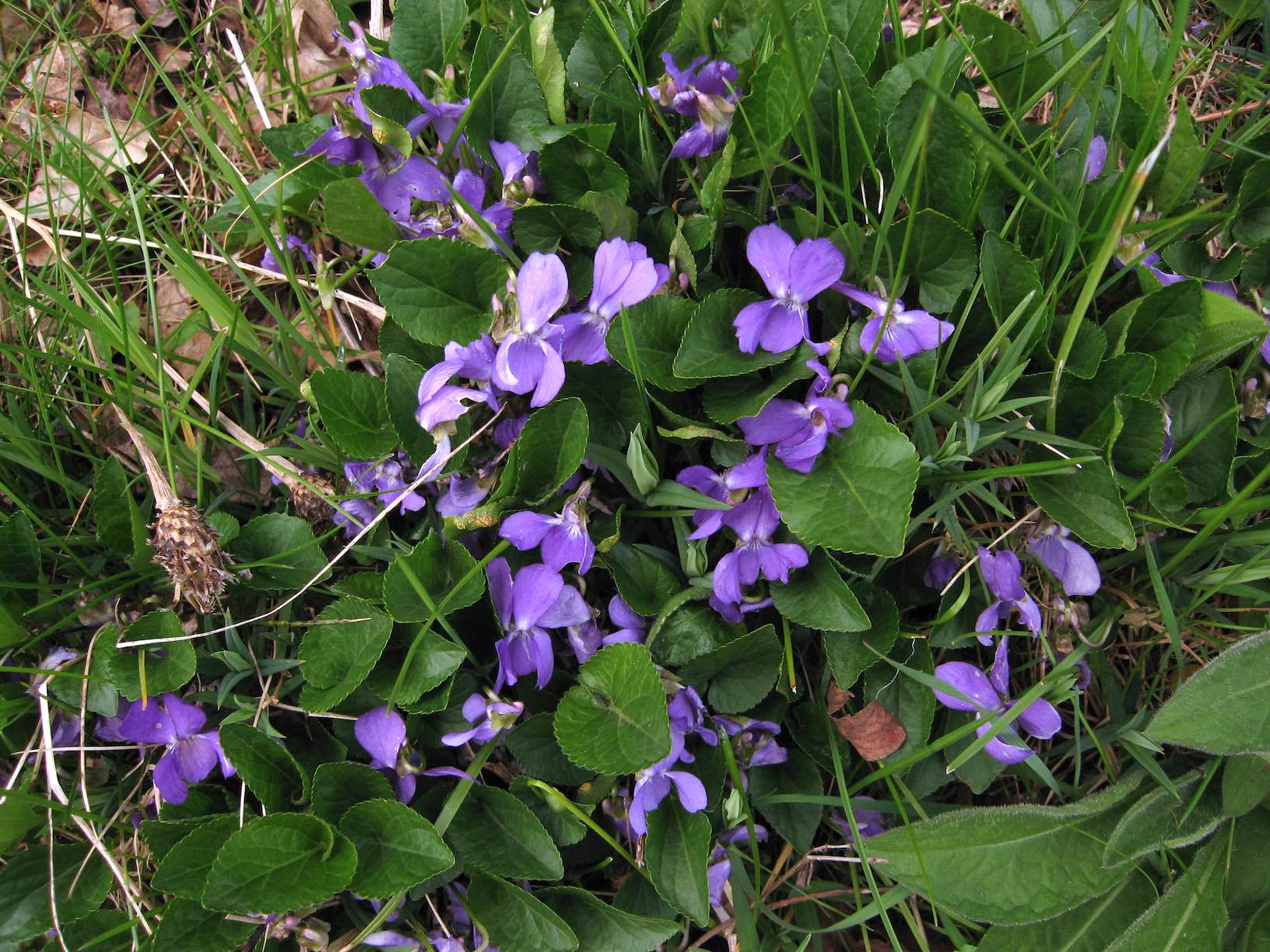 Viola hirta copy