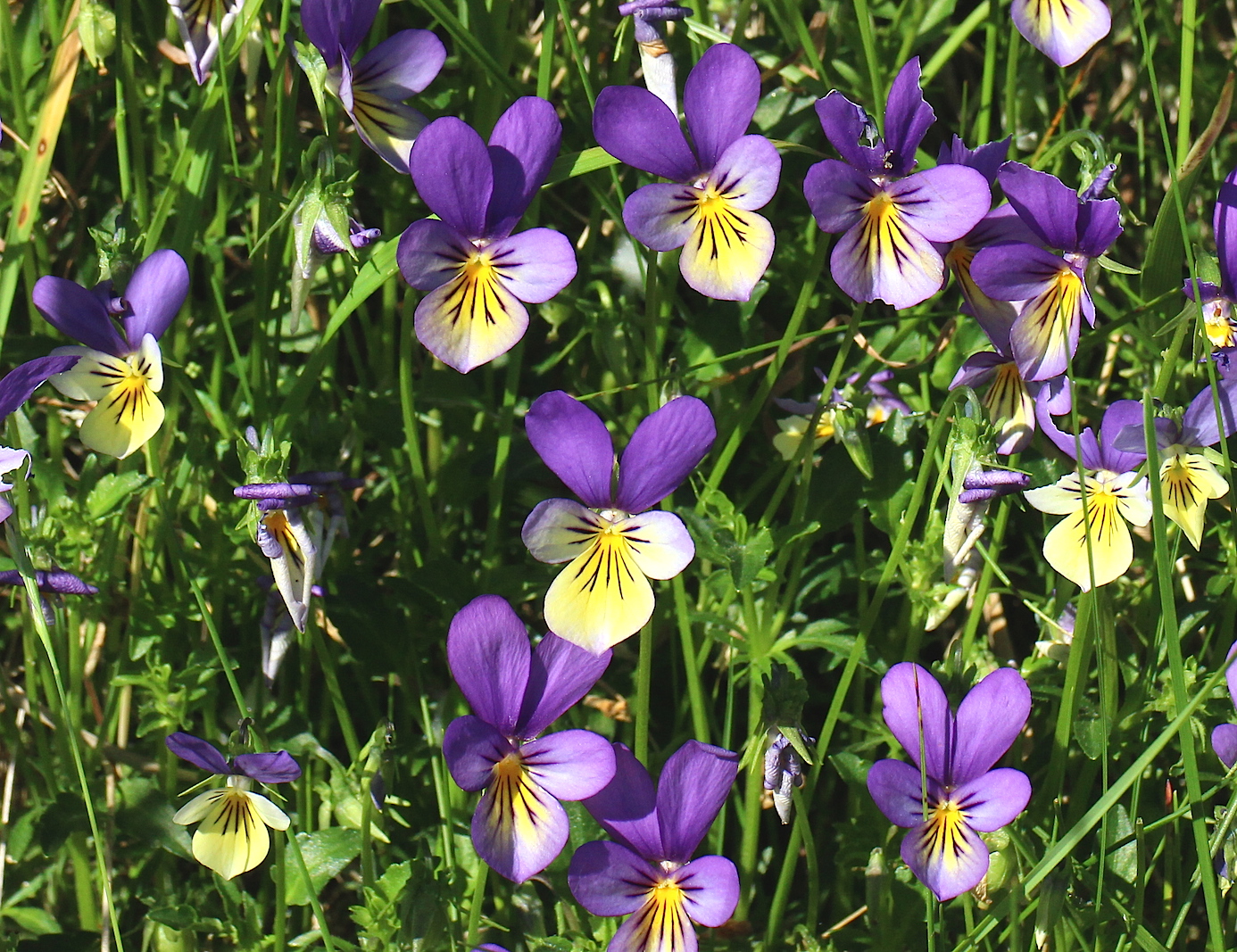 Viola lutea intermediate