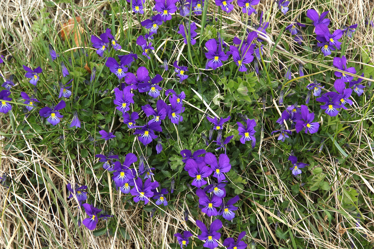 Viola lutea purple