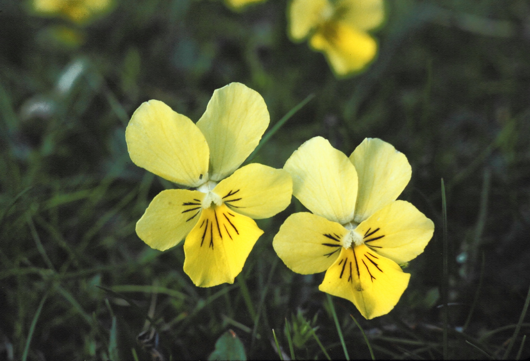 Viola lutea yellow 1