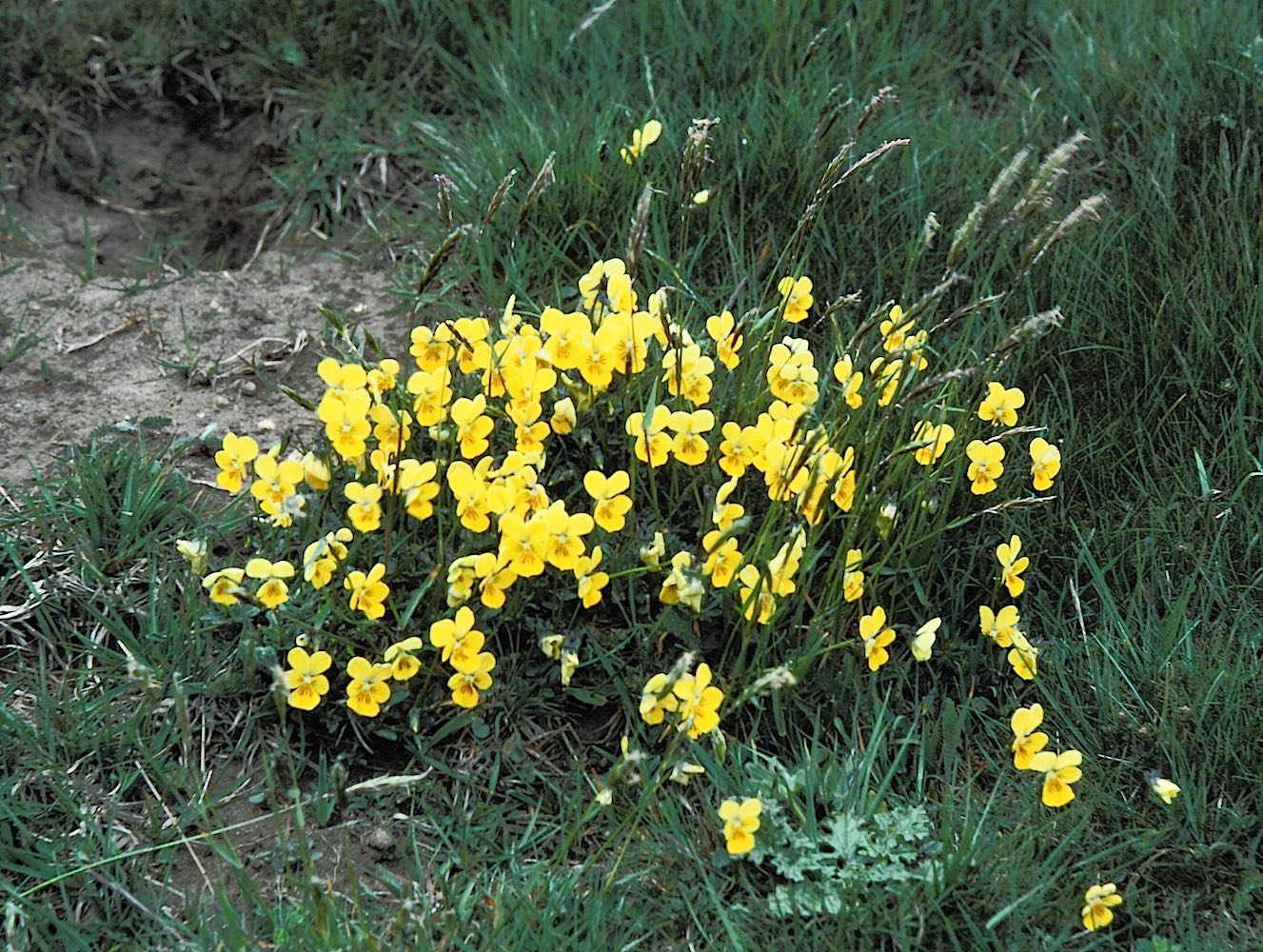 Viola lutea yellow 2