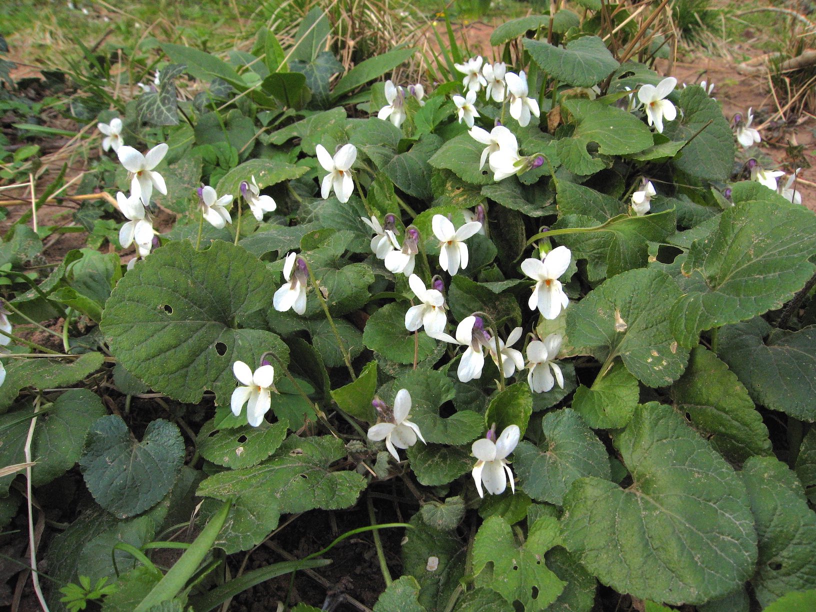 Viola odorata 1 sm