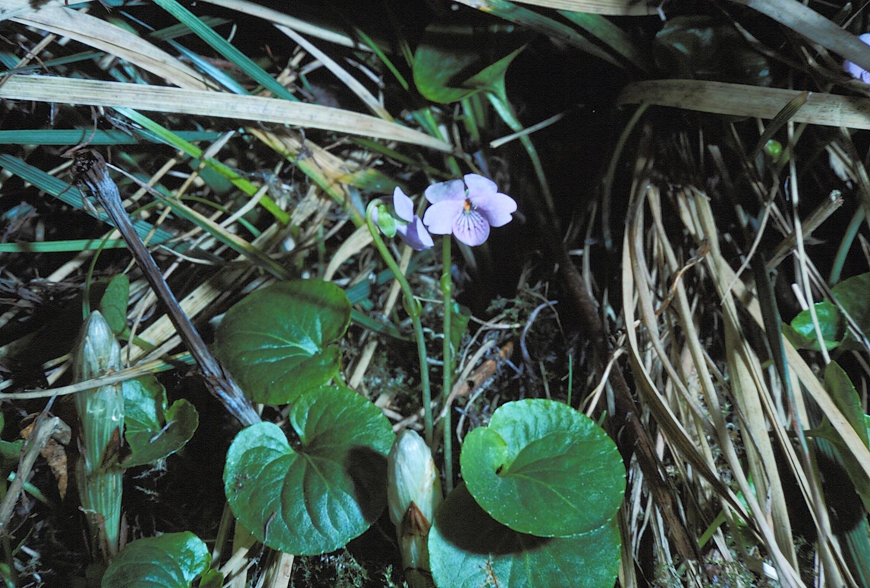 Viola palustris