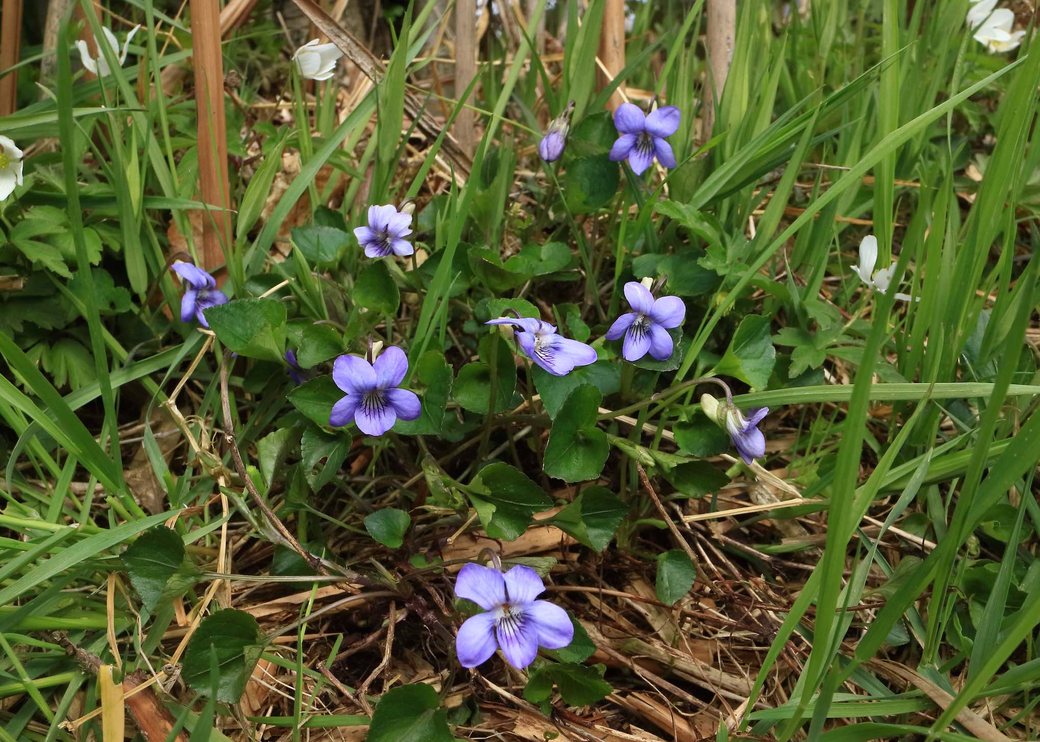 Viola riv 1