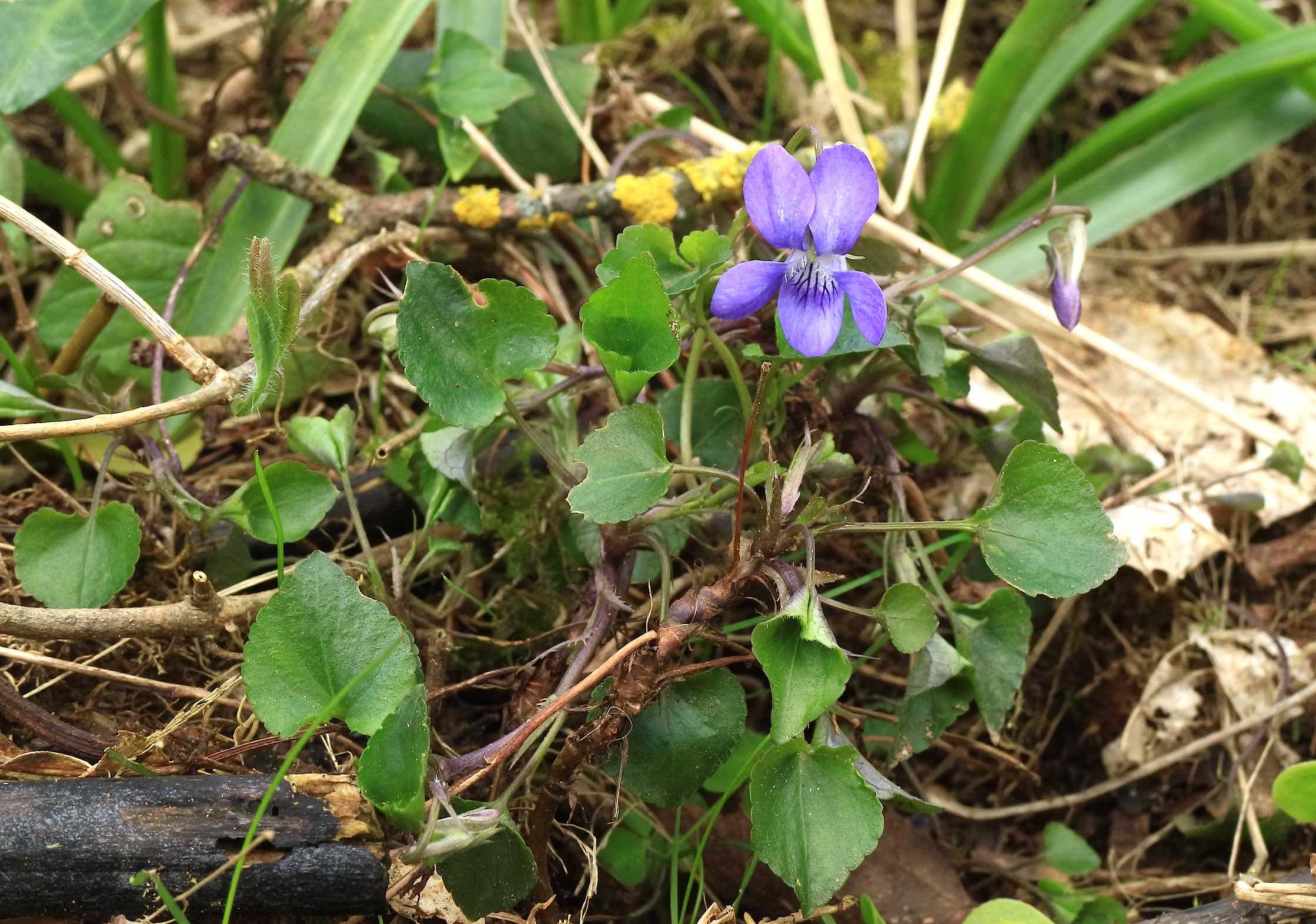 Viola riv 2