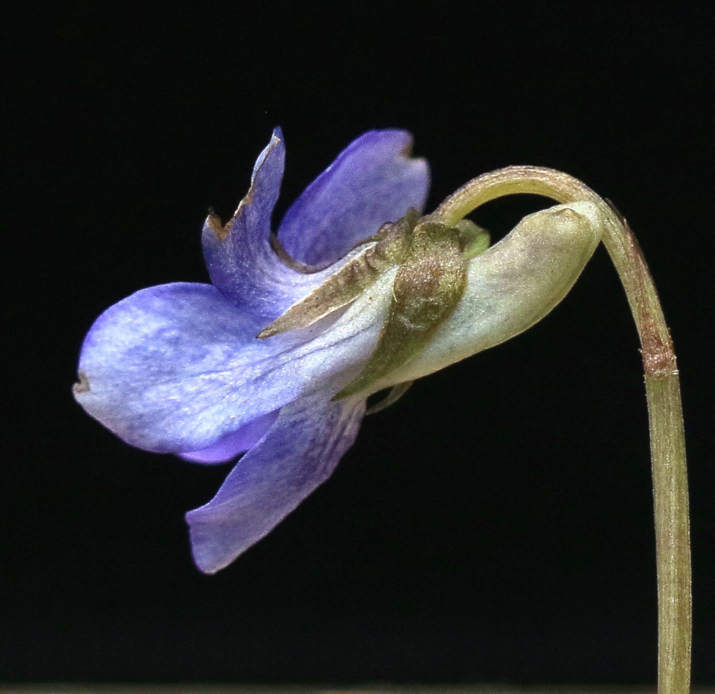 Viola riv spur