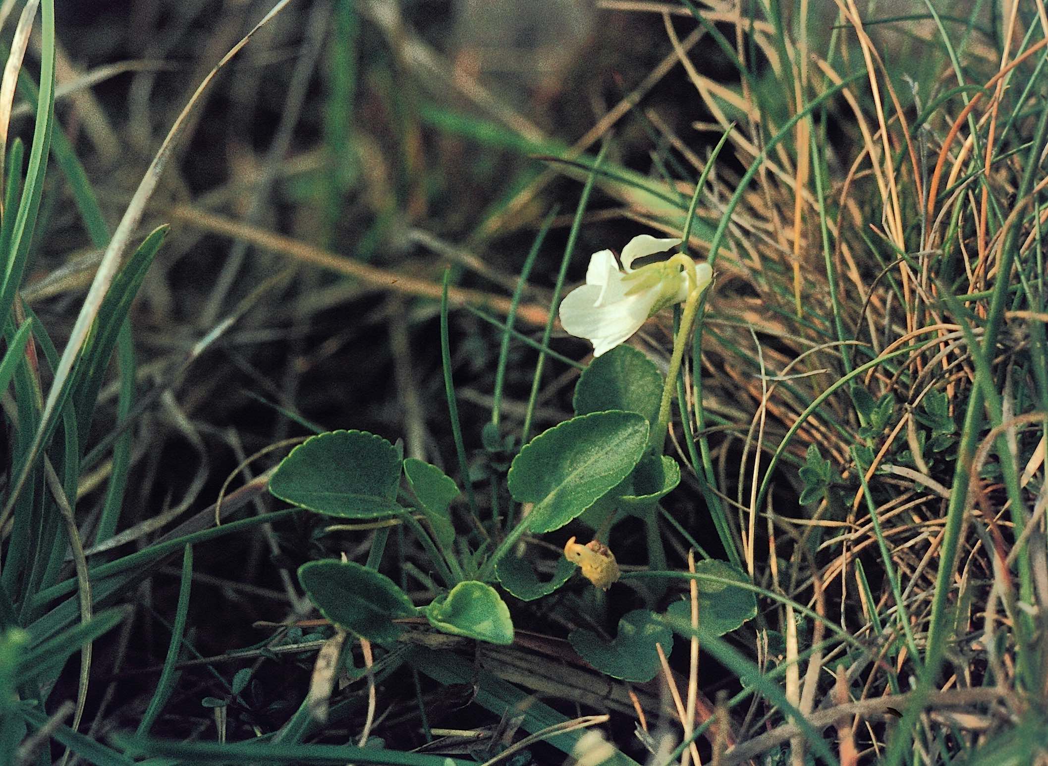 Viola rup white 2