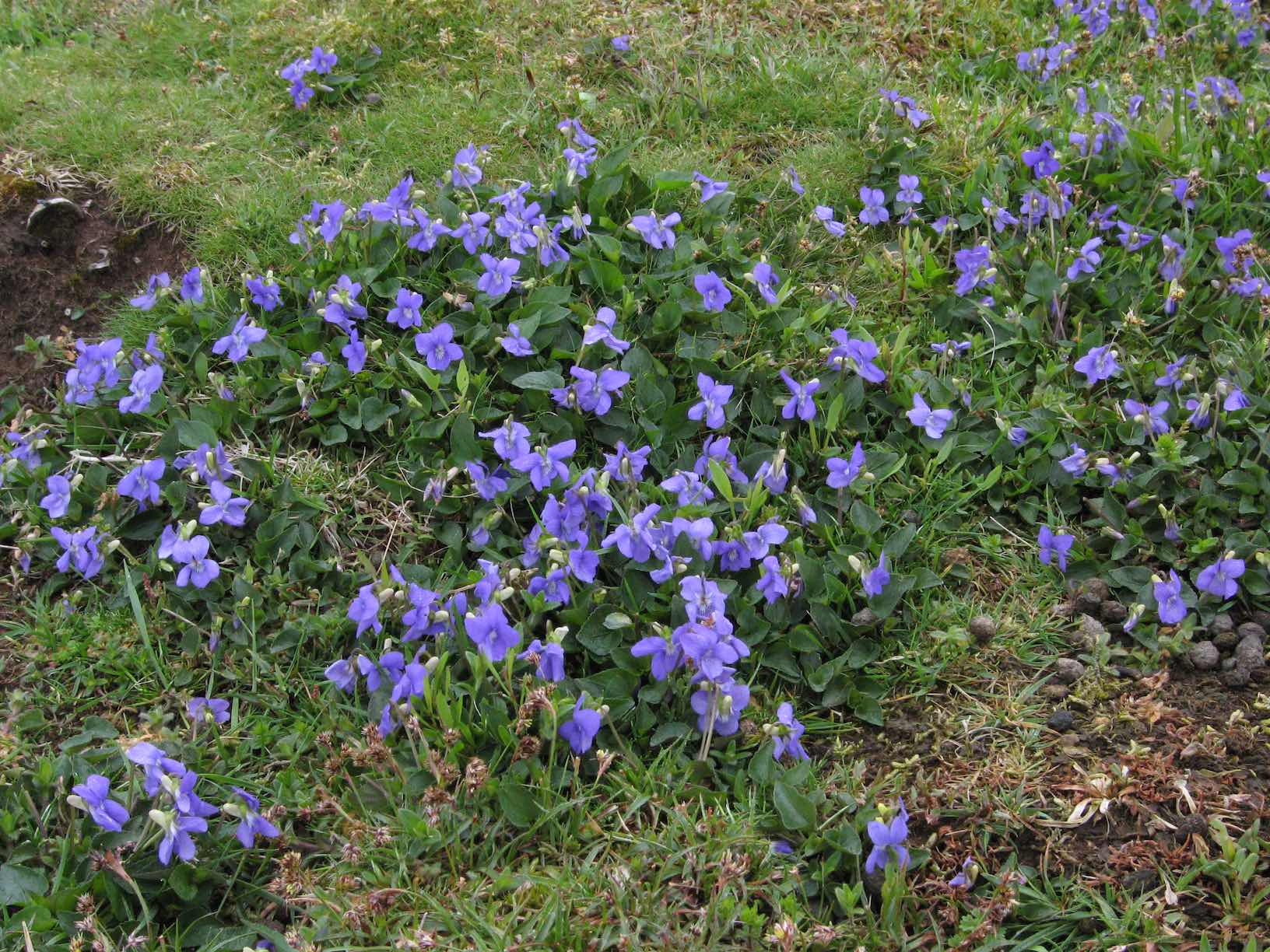 Viola x intersita