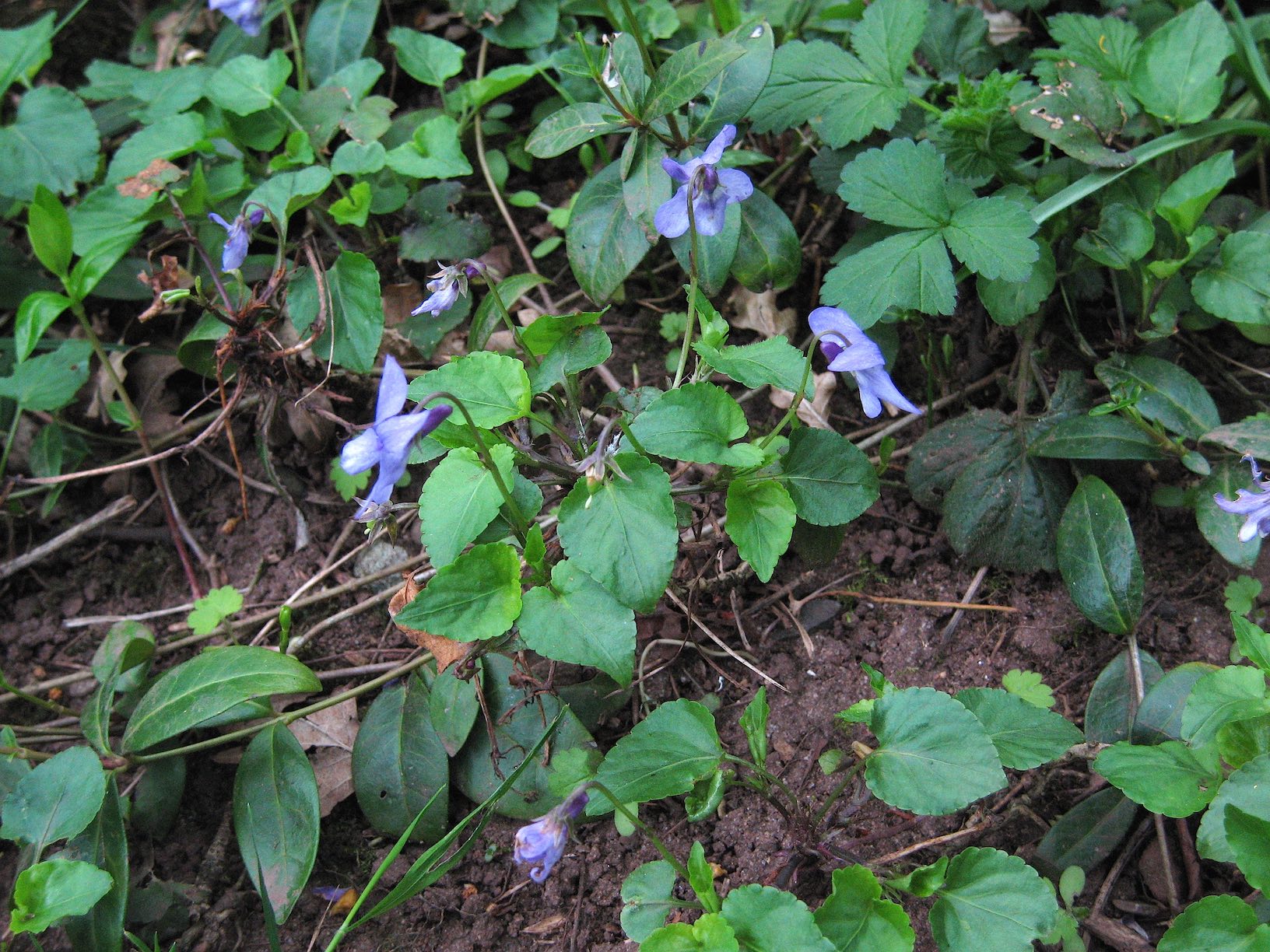 reichenbachiana 1