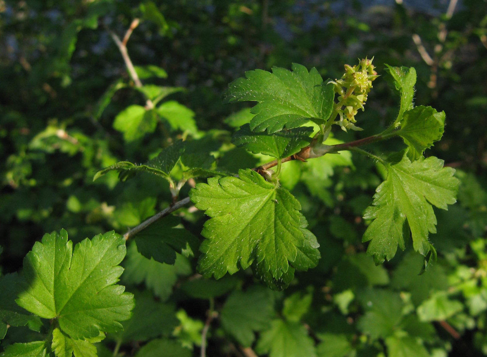 alpinum stem a