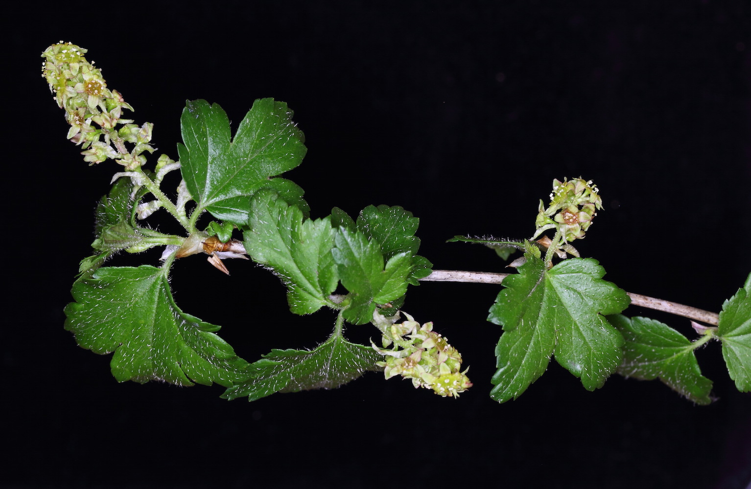 alpinum stem