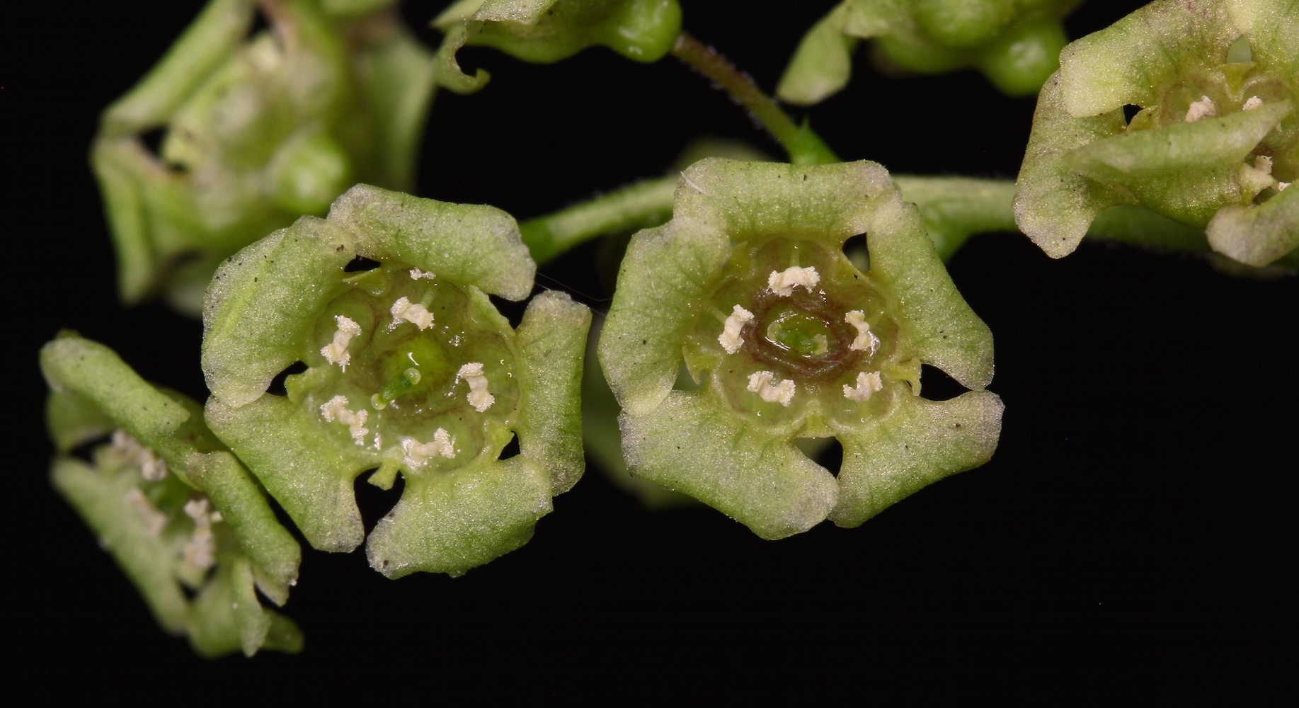 rubrum fls 3