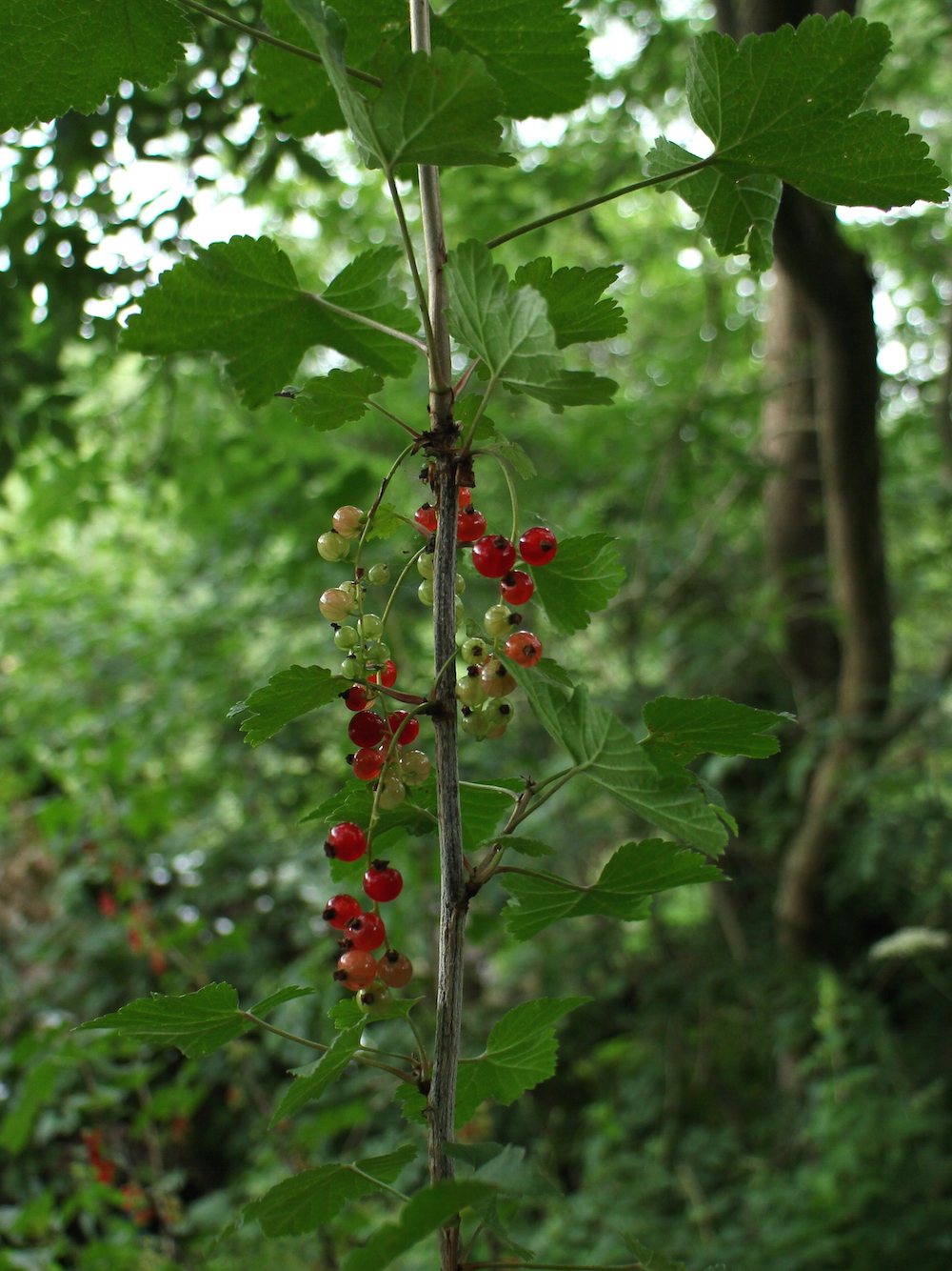 rubrum fruit