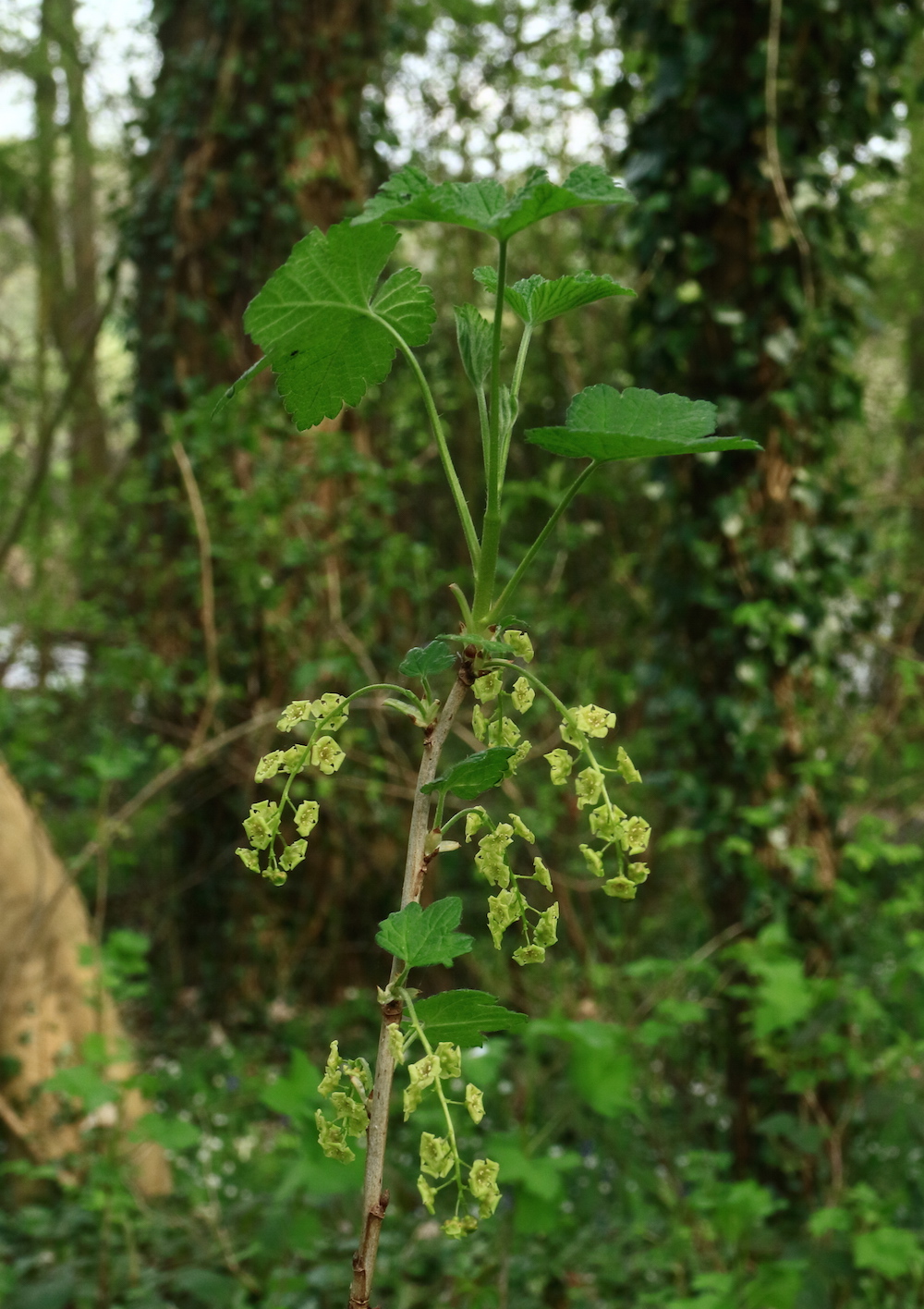 rubrum stem & fls