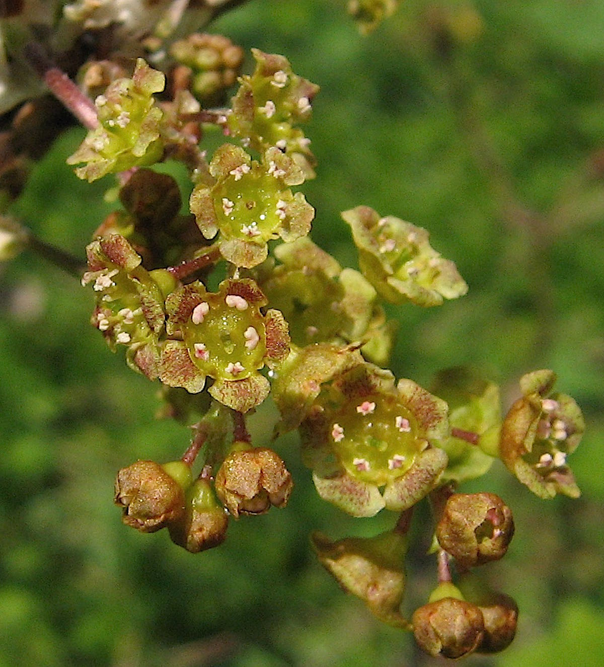 spicatum fls 1