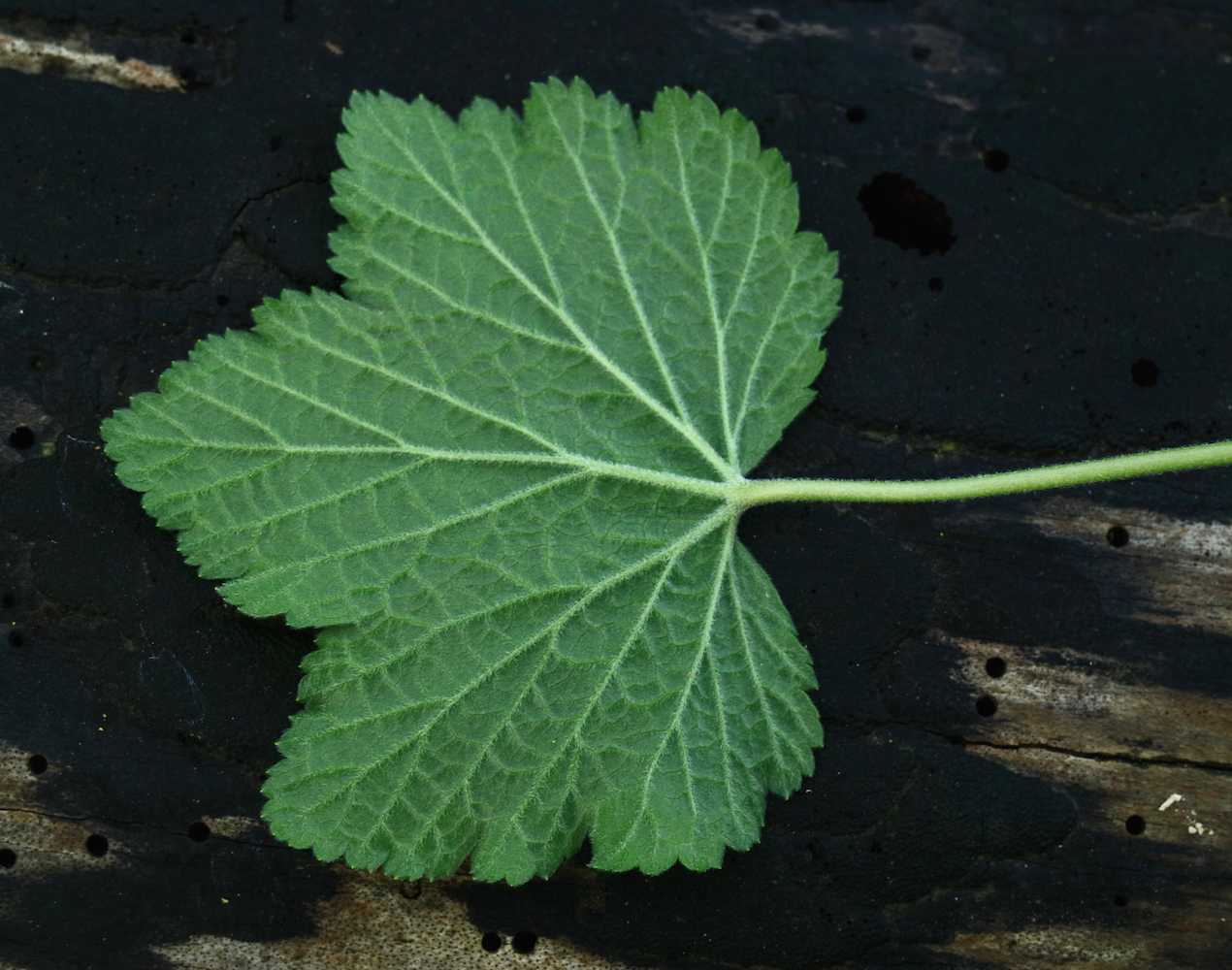 spicatum leaf