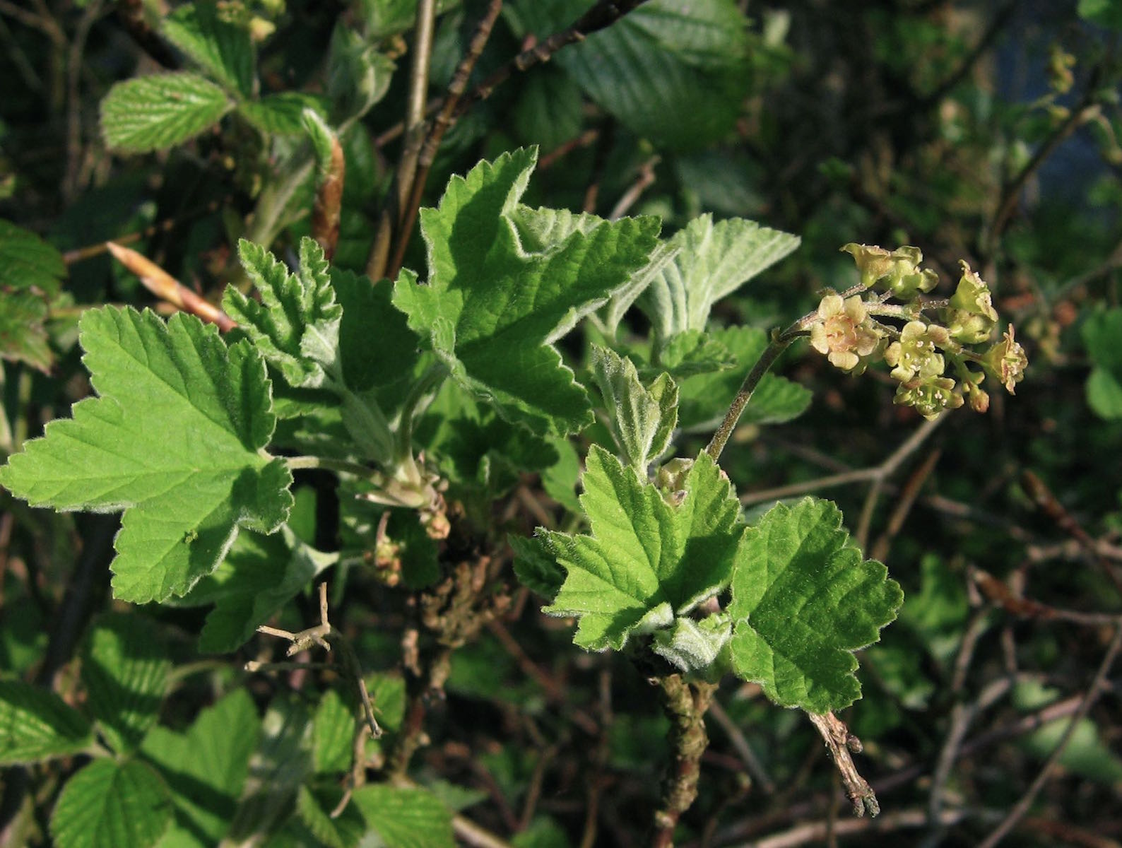 spicatum stem & fls 3