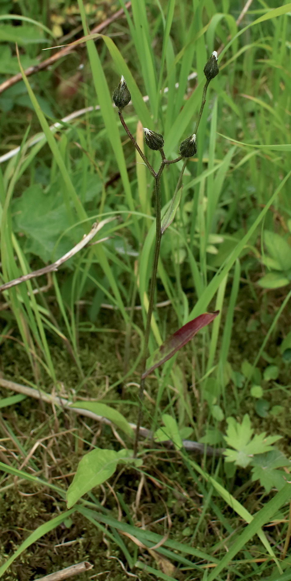 Crepis mollis fruiting Nentsberry
