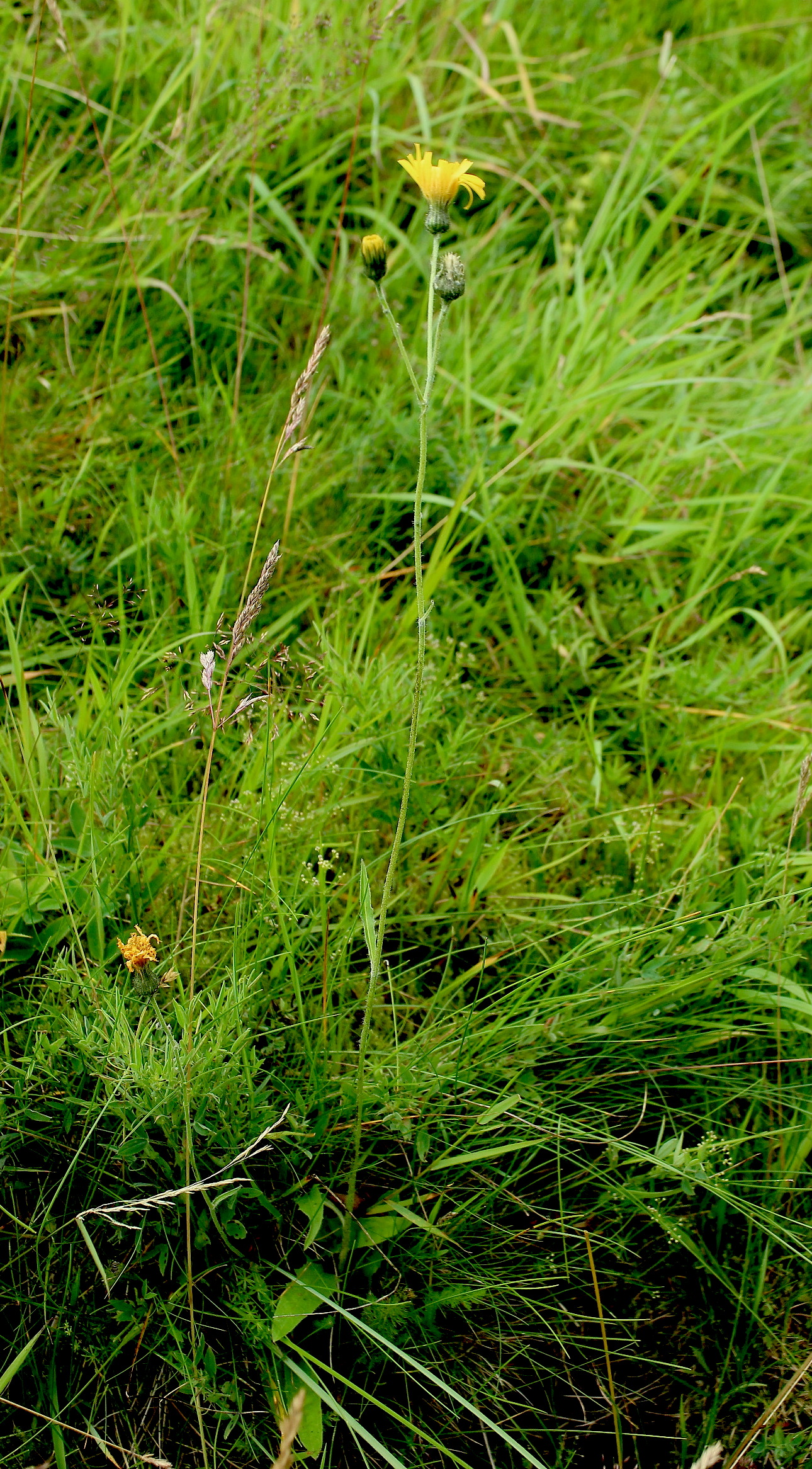 Hieracium Garrigill