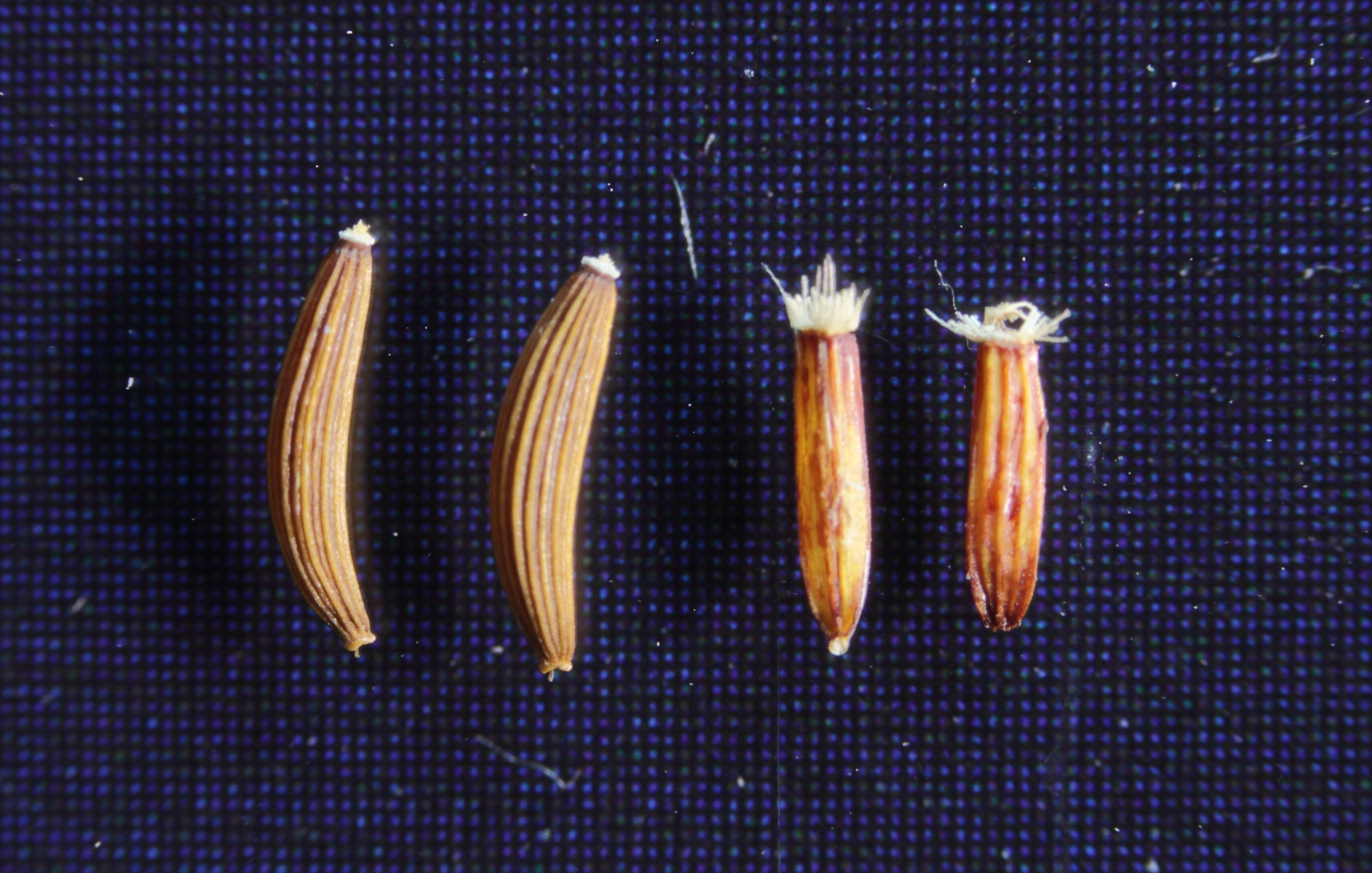 Seeds