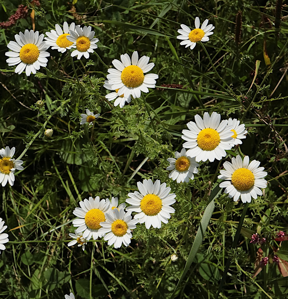 Corn Chamomile Anthemis arvensis