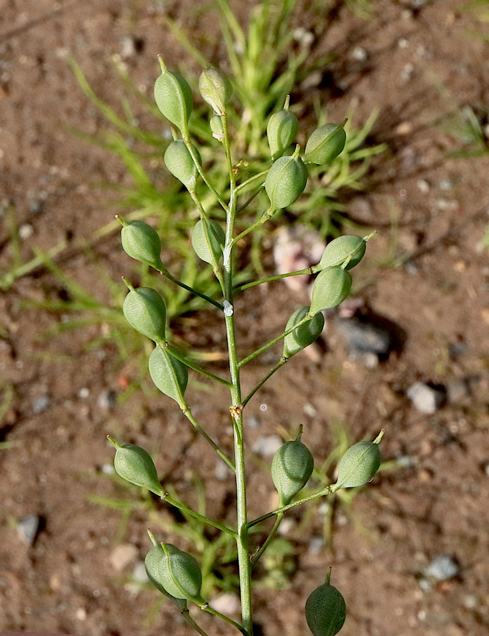 Gold-of-Pleasure Camelina sativa