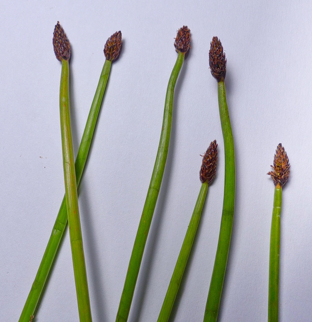 Northern Spike-rush Eleocharis mamillata ssp. austriaca