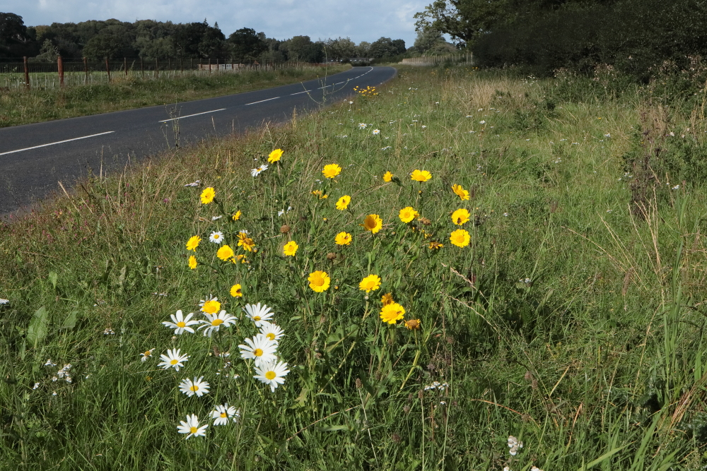 Corn Marigold Glebiornis segetum