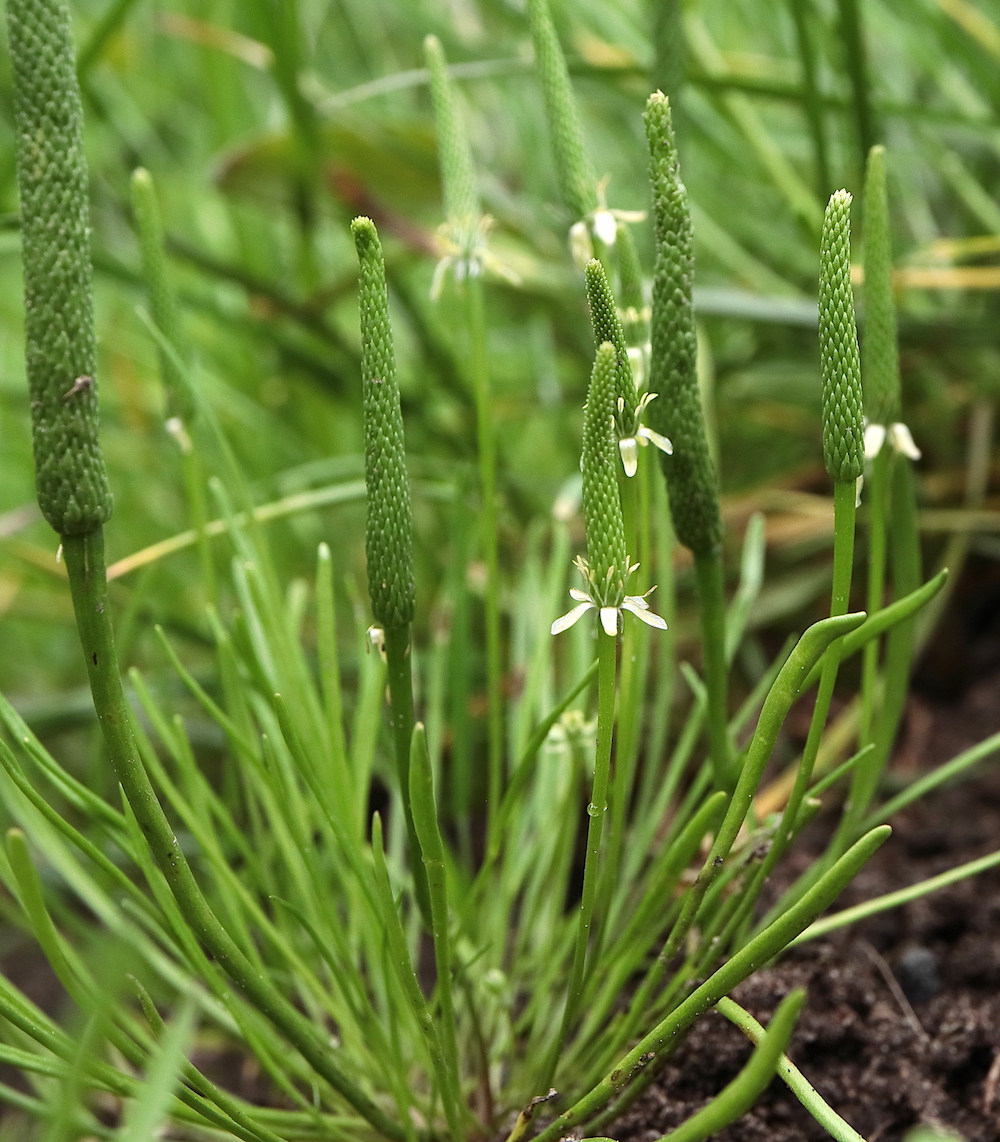 Mousetail Myosurus minimus