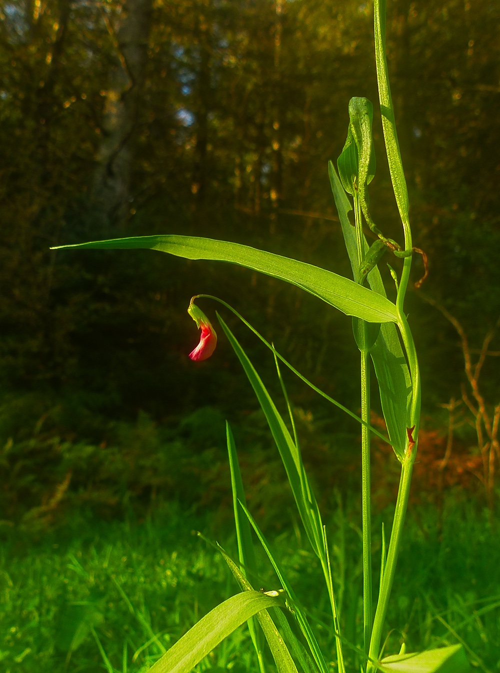 Grass Vetchling Lathyrus nissolia