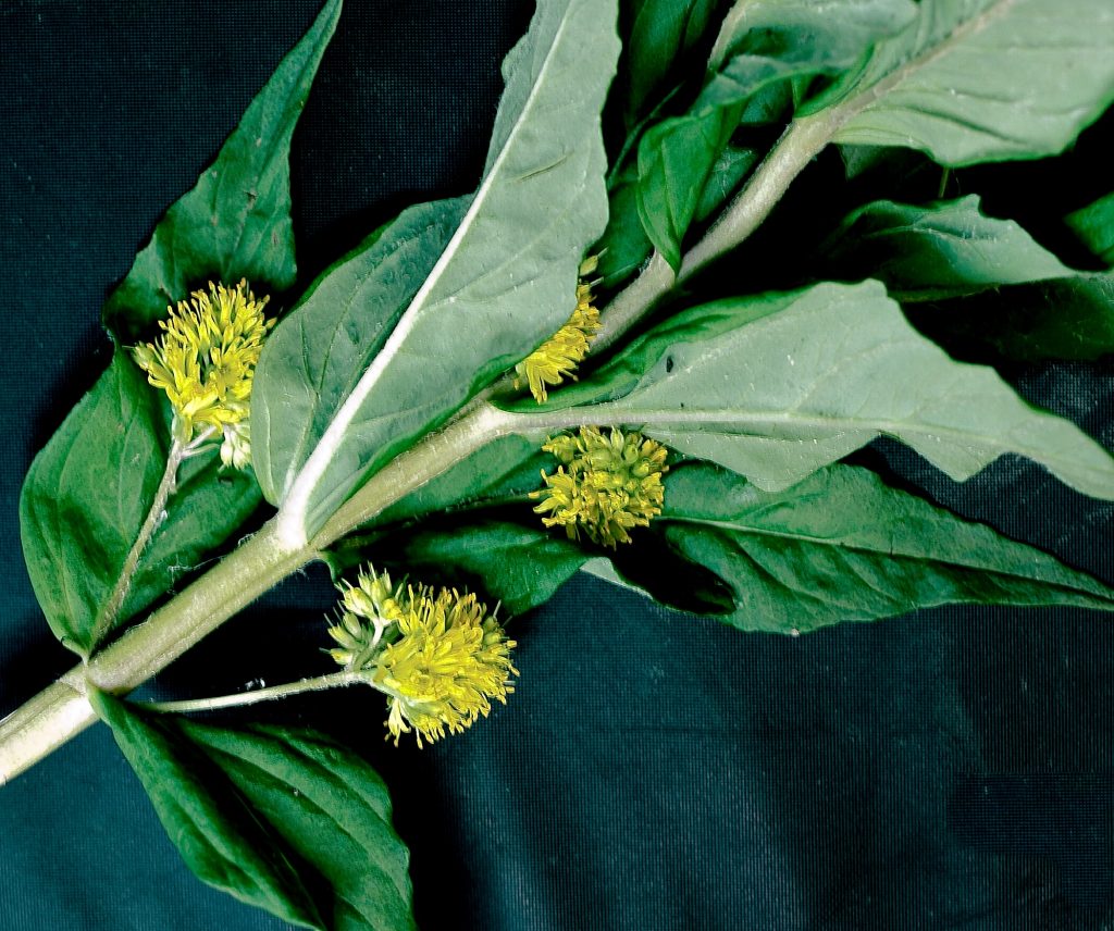 Tufted Loosestrife Lysimachia thyrsiflora