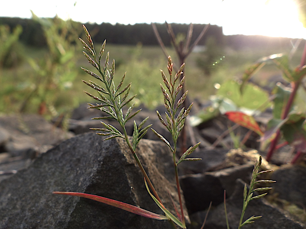 Fern-grass Catapodium rigidum