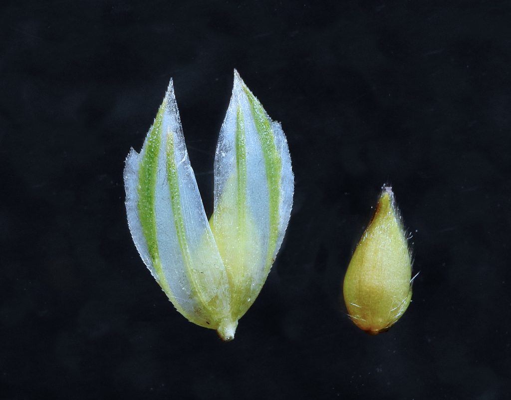 Lesser Canary-grass Phalaris minor