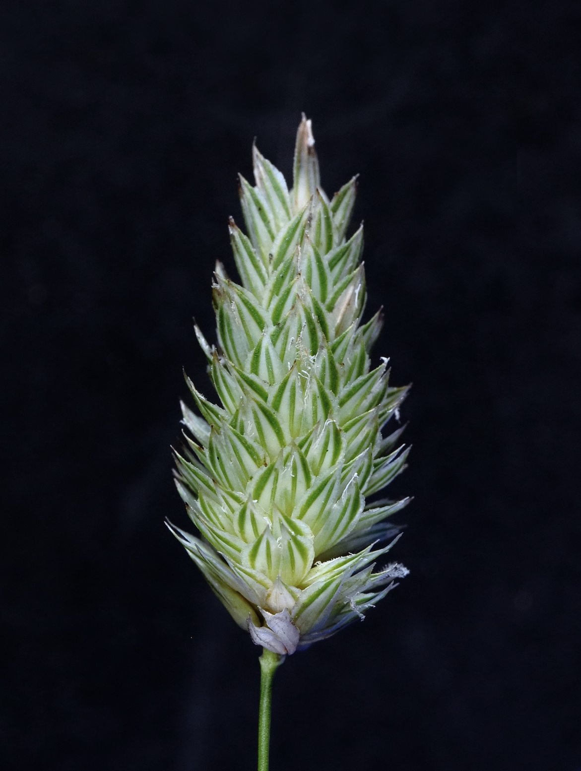Lesser Canary-grass Phalaris minor